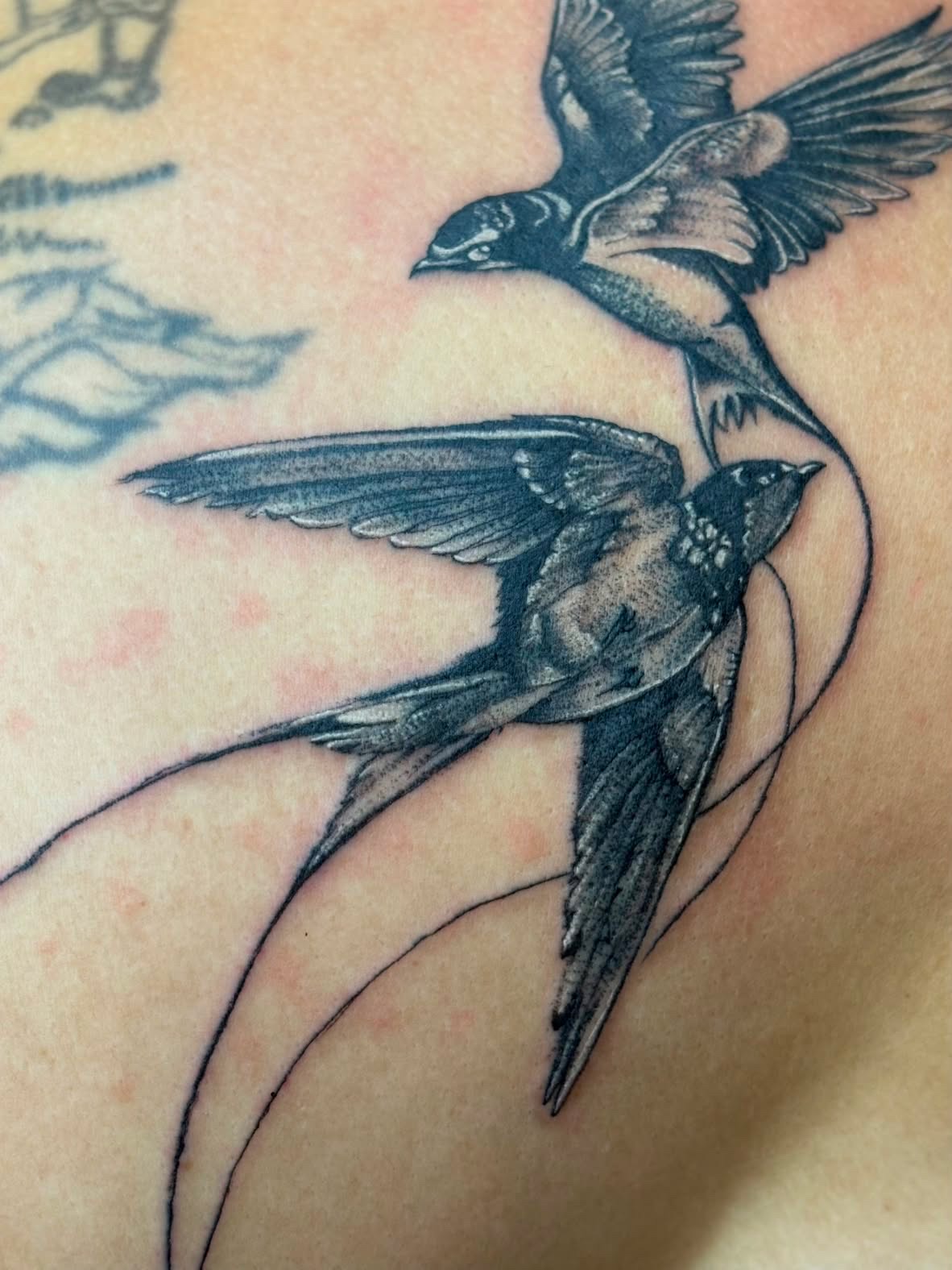Pair of realistic swallow tattoos